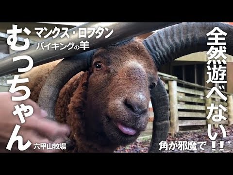 角が邪魔で全然遊べないむっちゃん【六甲山牧場】角がいっぱいマンクス・ロフタン 羊のむっちゃん♡