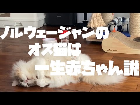 ノルウェージャンのオスは何としてでも飼い主に甘えたい赤ちゃんです【ノルウェージャンフォレストキャット】