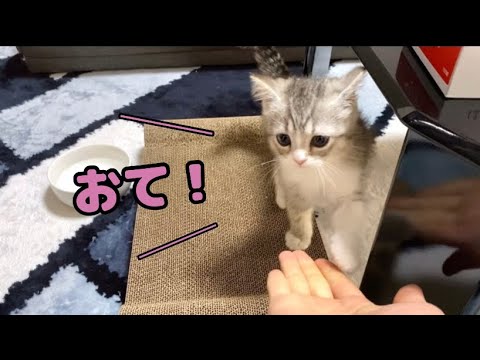 初めてお手をマスターした子猫…！【スコティッシュフォールド】