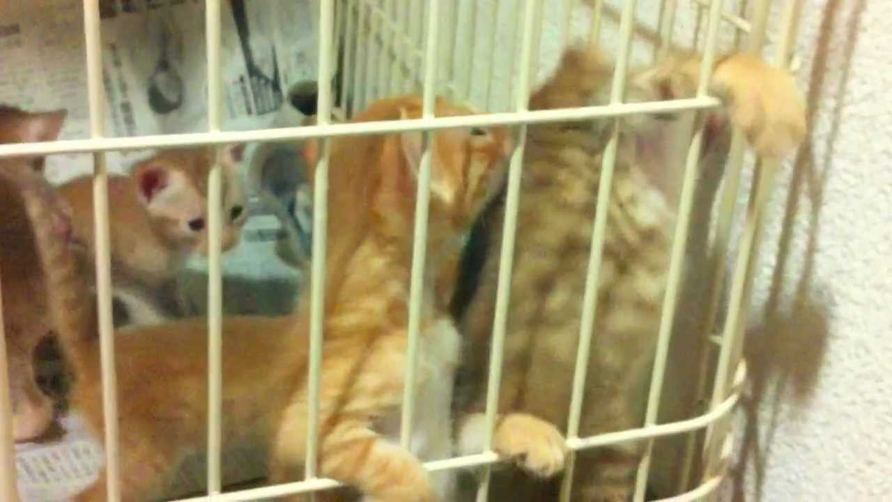 オシキャットの子猫たち2012年9月16日