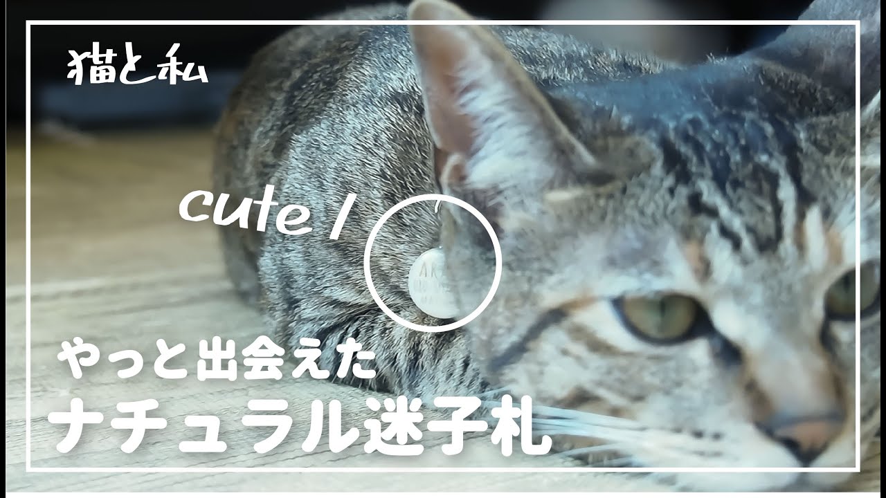 【日本猫】minneで出会った猫用ナチュラル系迷子札【猫と暮らす家】