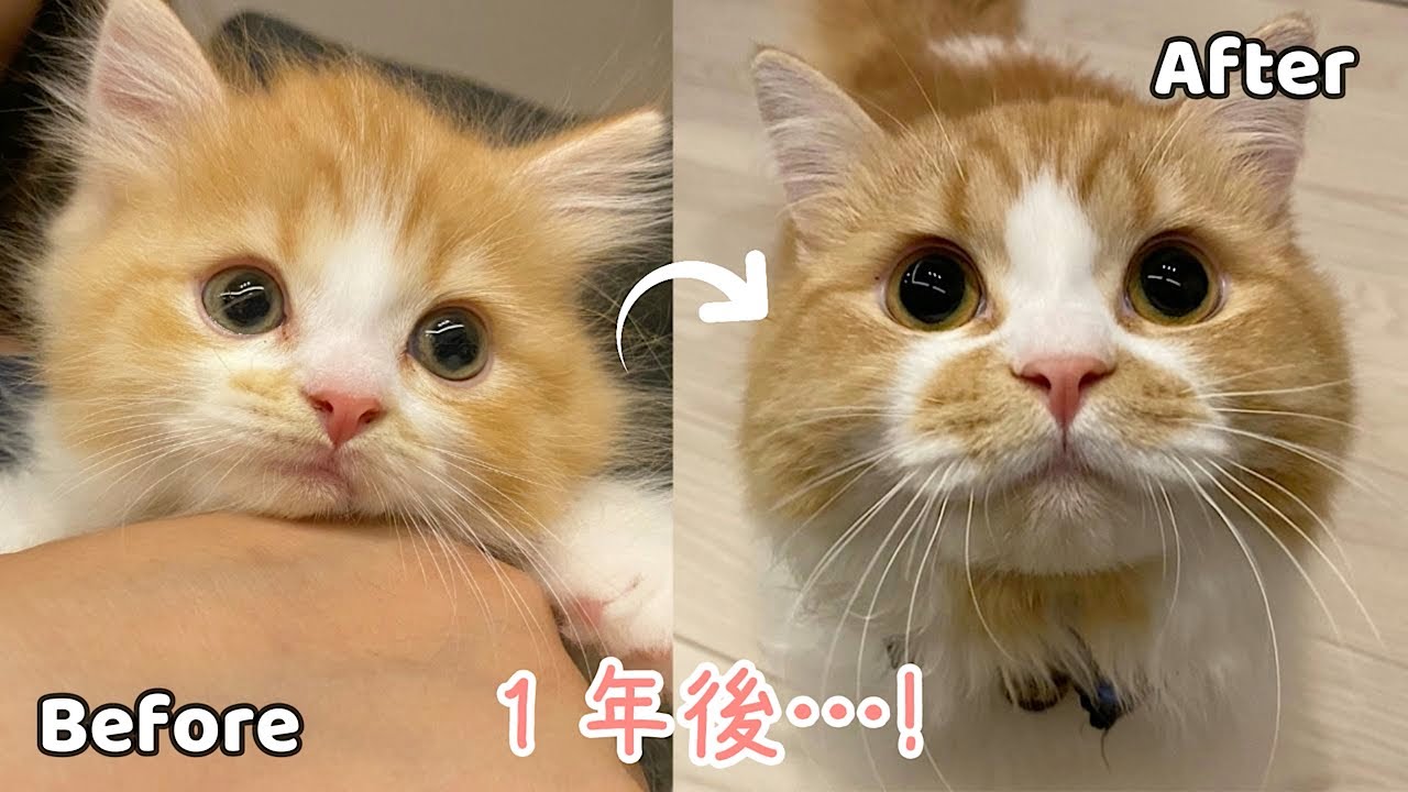 【成長記録】マンチカンの子猫は1年でこんなにも変化します！
