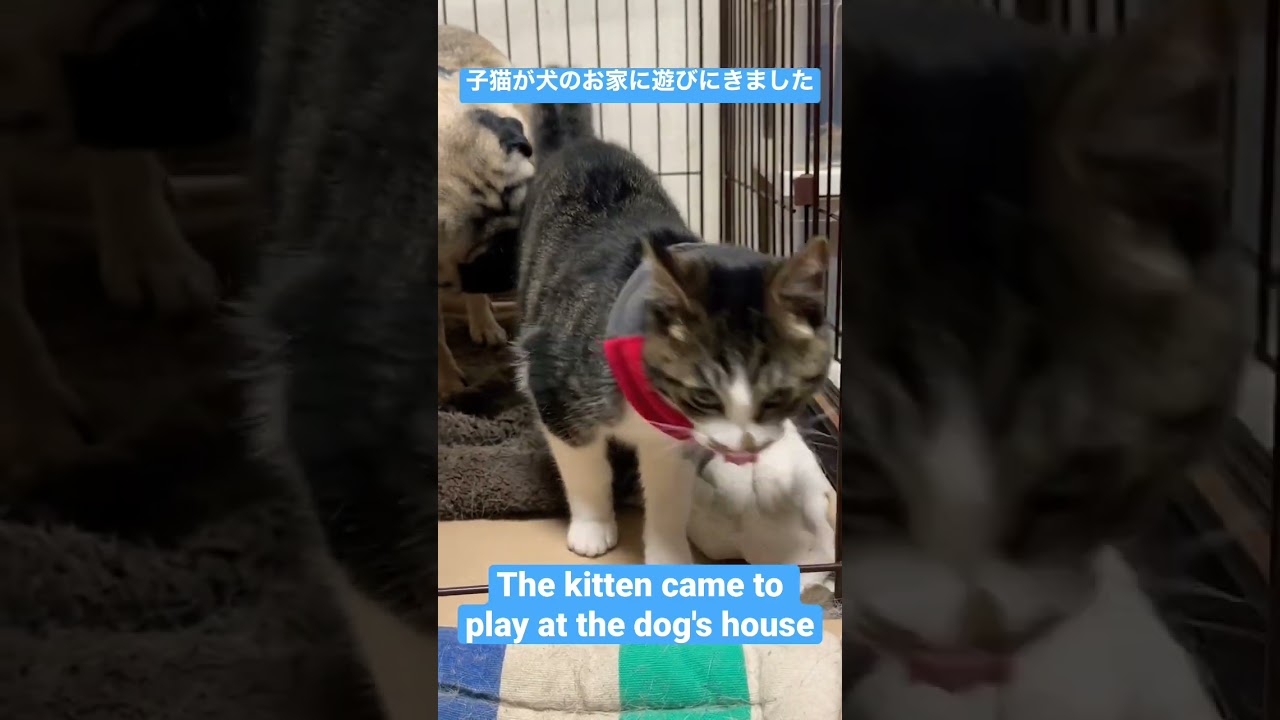 子猫が犬のお家に遊びに来た　#shorts  #猫　#cat  #cats #貓　#고양이　#Кошка