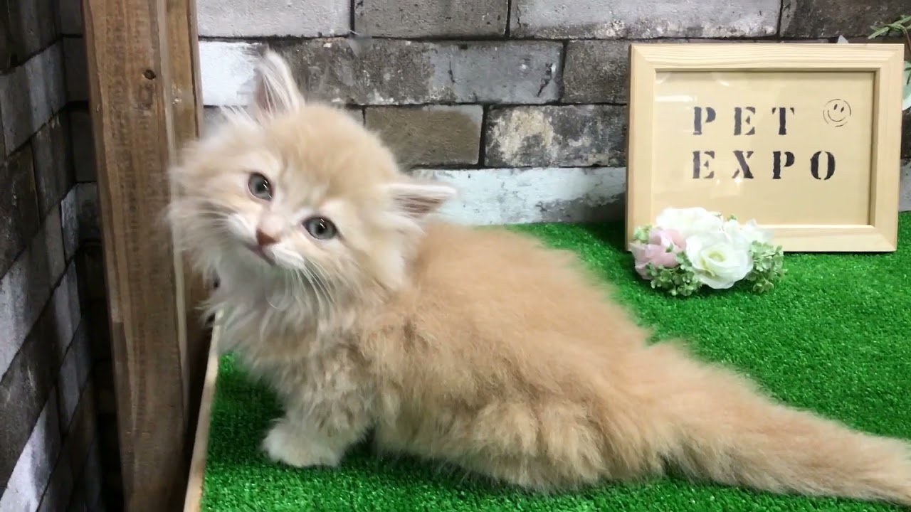 恵那店　マンチカン・ロングヘア　1306794