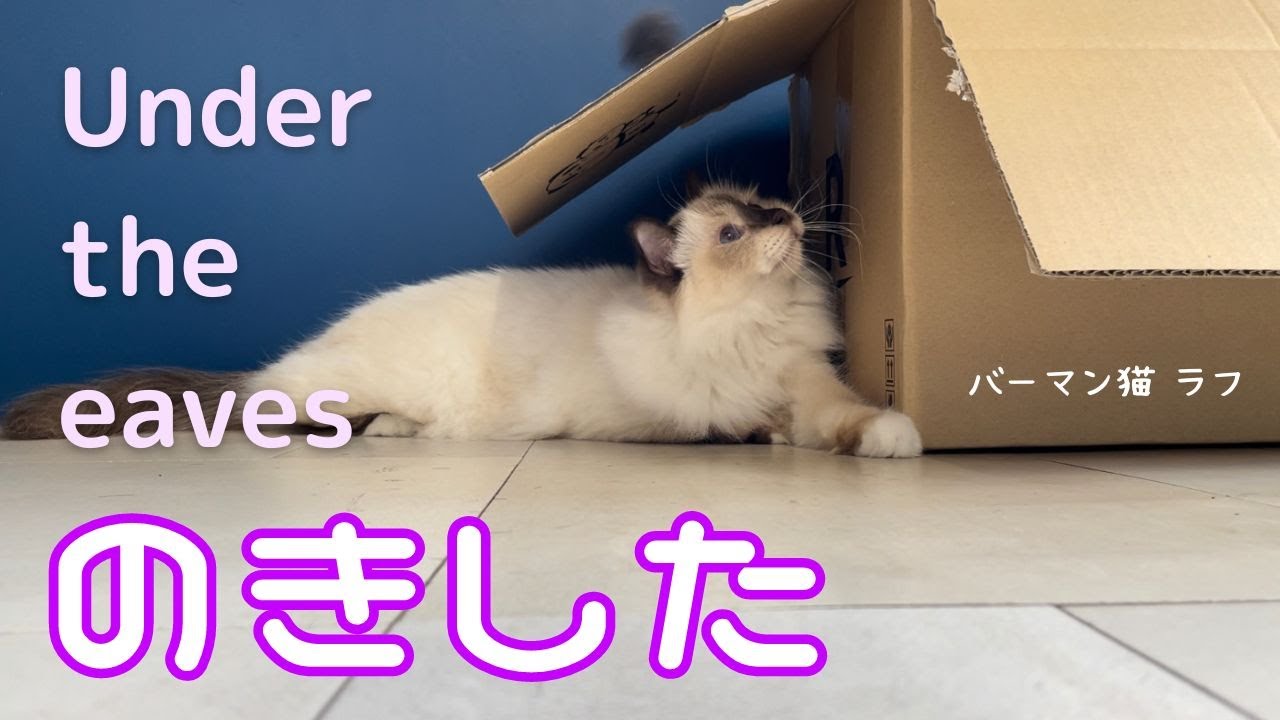 バーマン猫ラフとダンボール箱【のきした】Under the eaves（バーマン猫）Birman/Cat