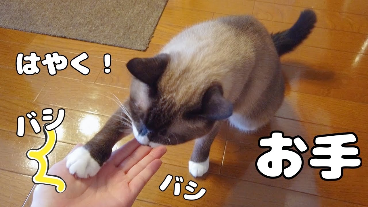 【シャム猫？】お手したのに何も貰えないと必死に連打してくるもかりん