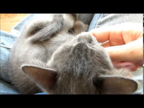 サバ白猫・コラット猫（ミックス）・サビ猫-雄・雌-0.5歳・1歳-08・25-9・20