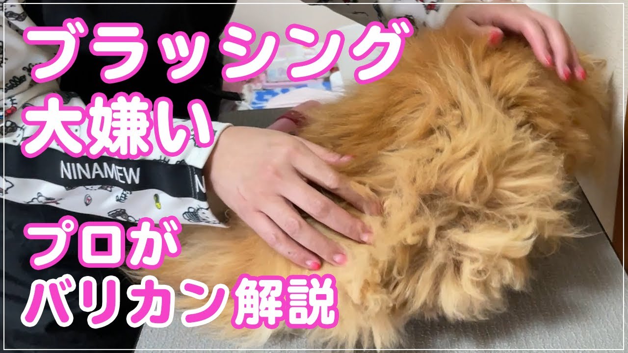 【めいちゃん】ブラッシング嫌いな猫、飼い主さんはフワフワになって欲しかったけど残念ながら毛刈りです。プロがバリカンの掛け方を解説します【ラガマフィン】