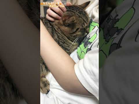 飼い主にベッタリな猫がこちら　/キンカロー　マンチカン×アメリカンカール　#Shorts