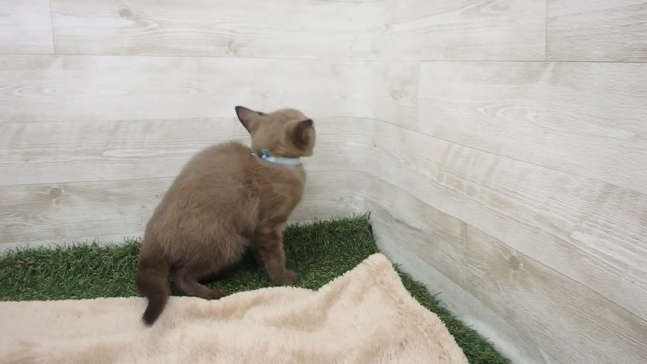 00592146 バーミーズ