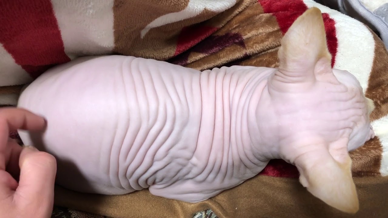 スフィンクスねこ、しわる。