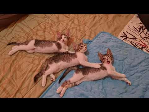 猫の三兄妹が同じ方向を向いていて可愛すぎる