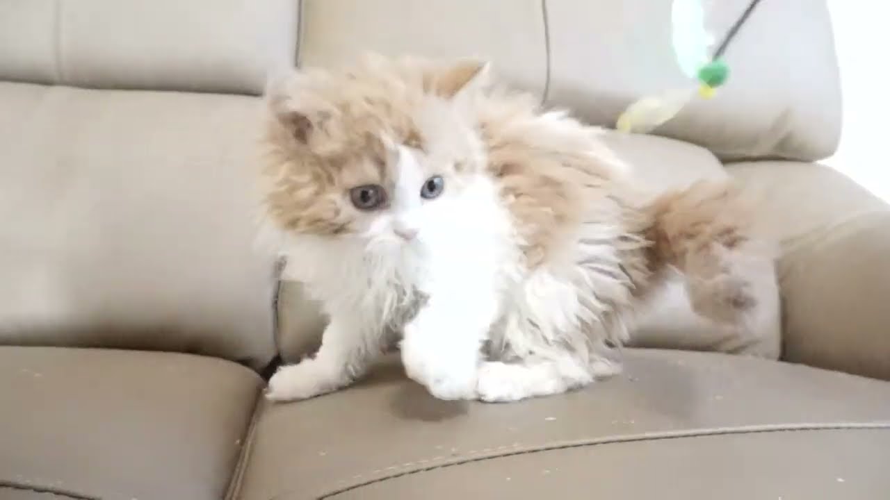 セルカークレックス子猫　2022.9.30産まれ 　レッド＆ホワイト　ロング　女の子　シーダキャット猫のお店