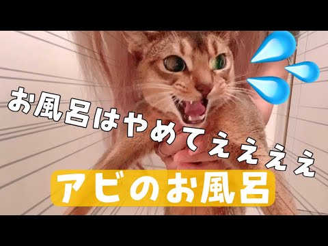 アビシニアンをお風呂に入れたら大泣き