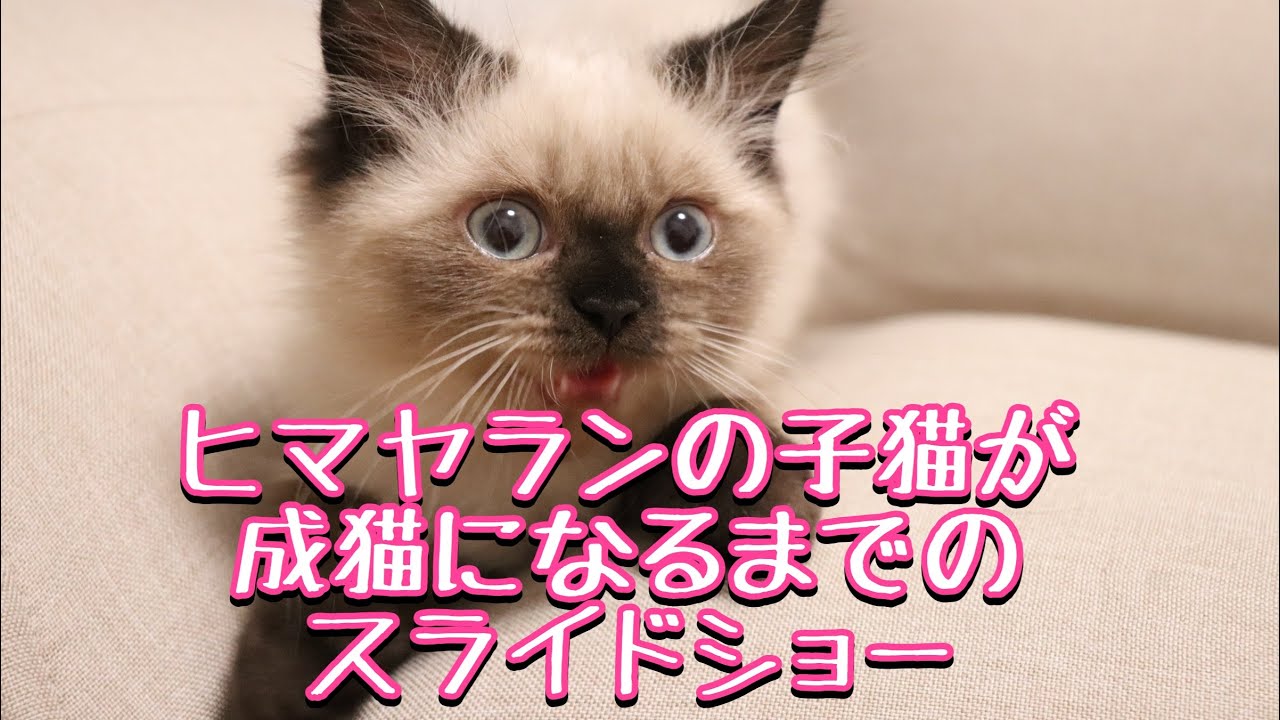 癒し猫　ヒマラヤン　成長スライドショー