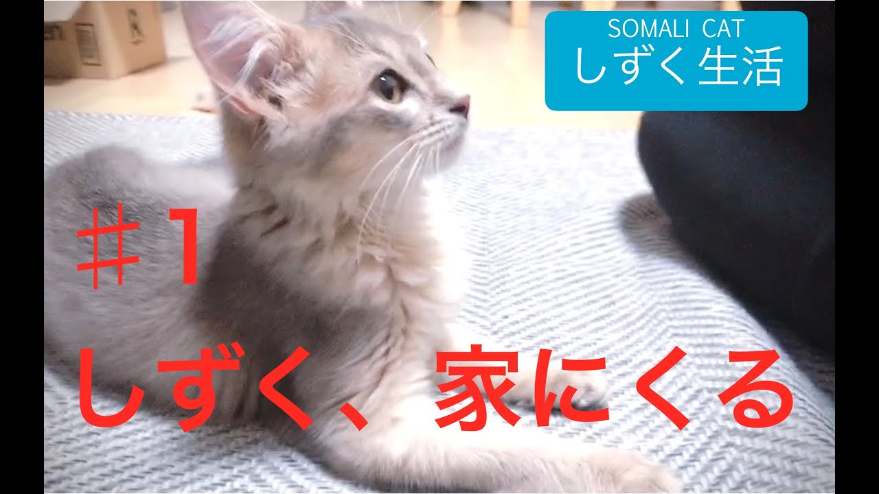 【ソマリ】#1 しずく、家にくる【猫】