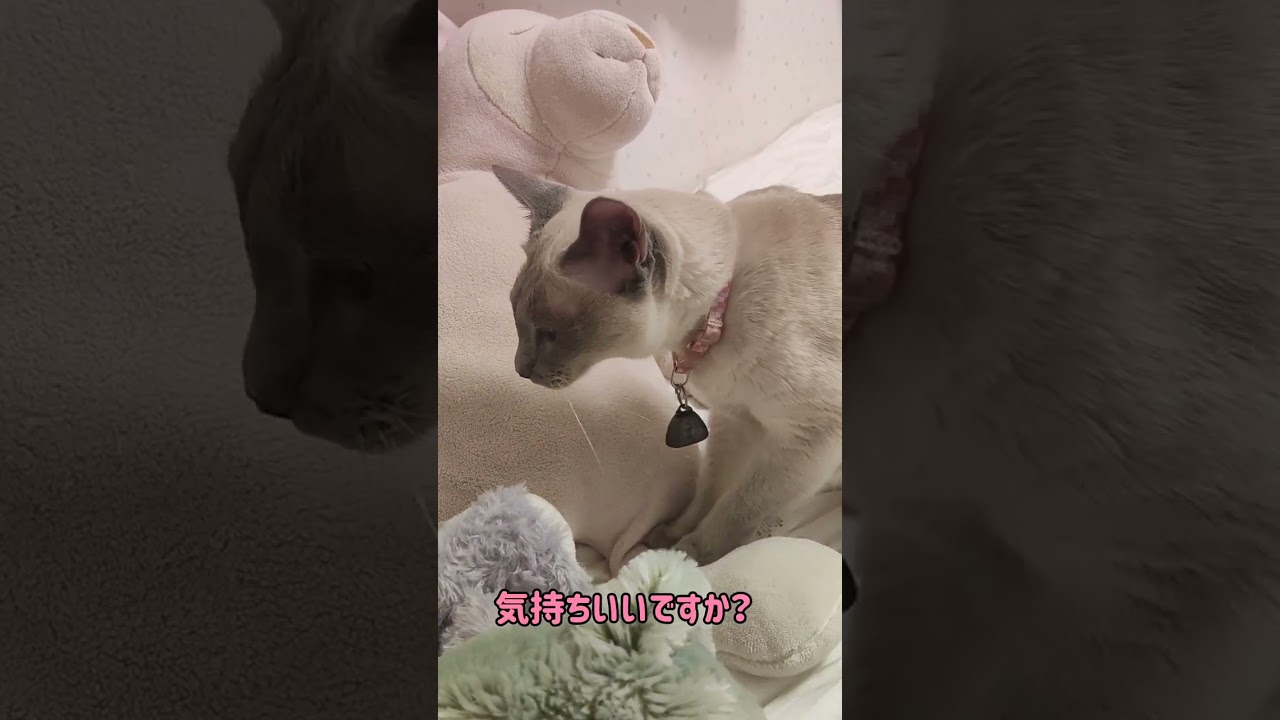 #shorts 【シャム猫】友達・メル君にマッサージ💓