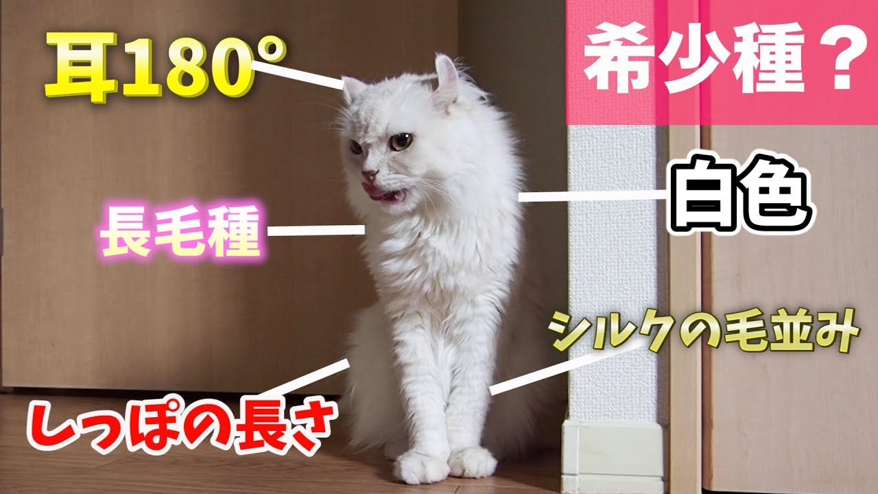 マロン君ってもしかして"アメリカンカール"の希少種？