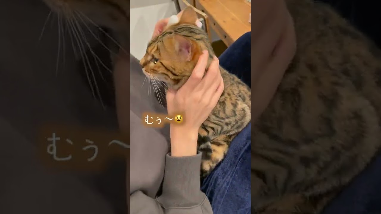 耳掃除が嫌いすぎて日本語で文句を言う猫さん #shorts