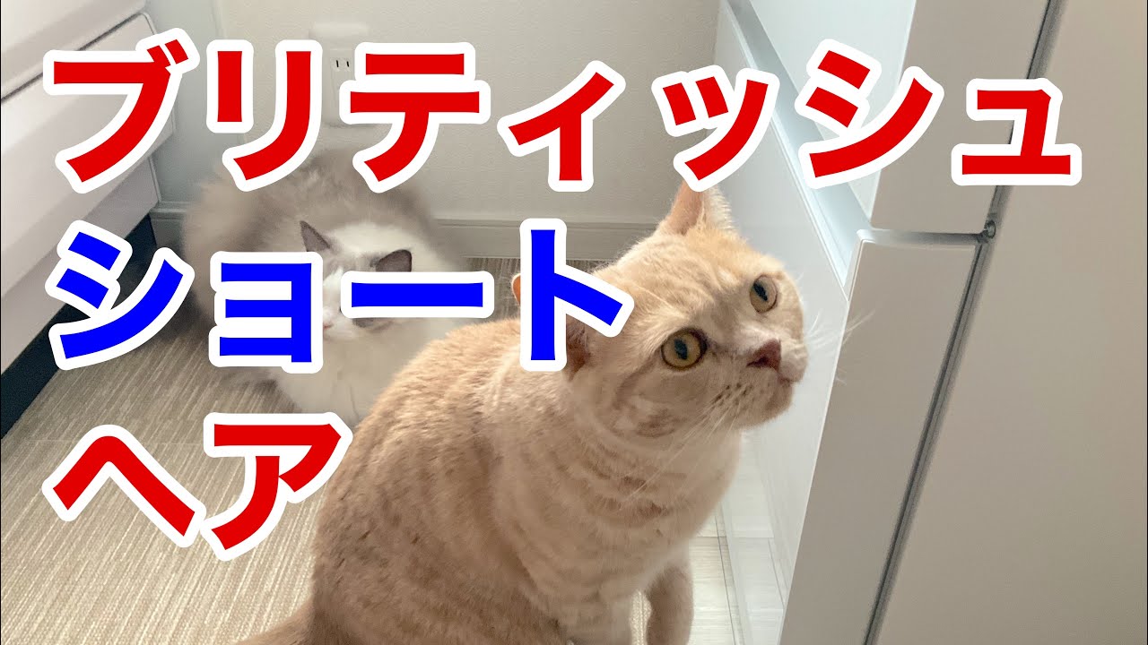【ブリティッシュショートヘア】どんな猫？飼いやすいってホントかな？