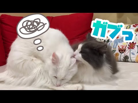 【毛づくろい】ターキッシュアンゴラとノルウェージャンフォレストキャットの癒される日常💖