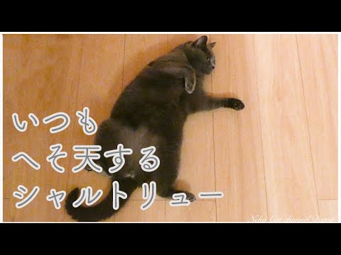 へそ天大好きシャルトリュー - HESOTEN Tea Time