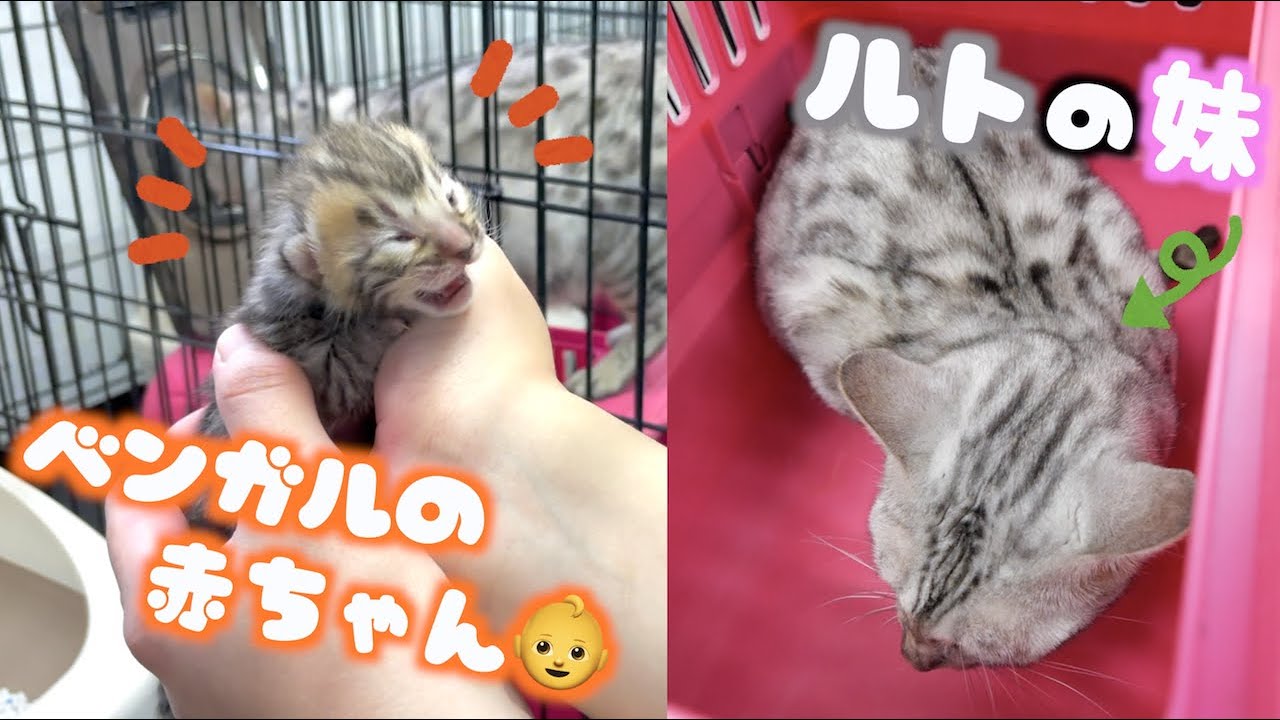ルトの妹、そして生後1週間のベンガルの赤ちゃん猫が可愛すぎる！！！！