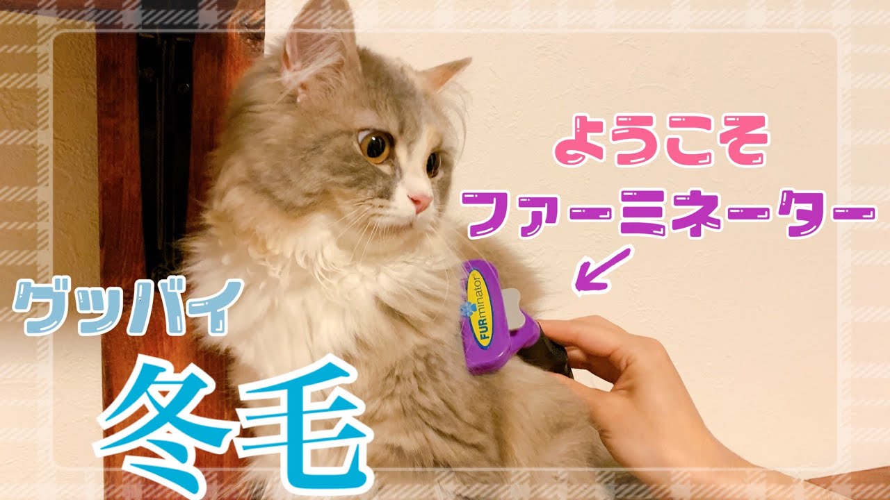 【冬毛スッキリ】換毛期のラガマフィンくわいをファーミネーターでブラッシング