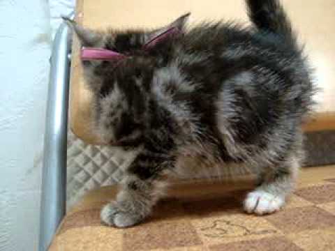 ペットショップCOO&RIKU　アメリカンショートヘアー　00236508