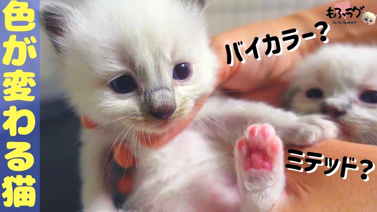 【注】ラグドール子猫は毛色が変わります！《生後３週ブリーダーの柄判断》 《Ragdoll cat kittens》