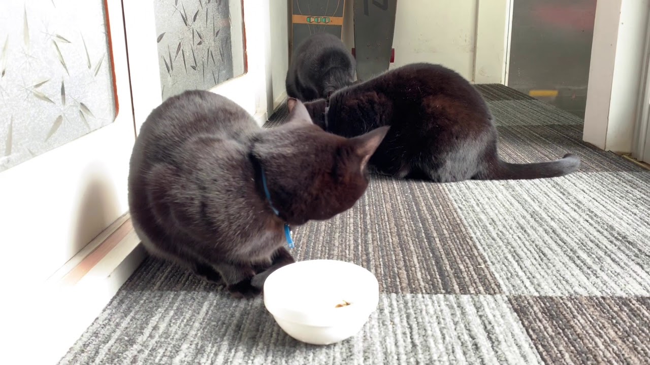 猫のごはんタイム☆黒猫ボンベイ
