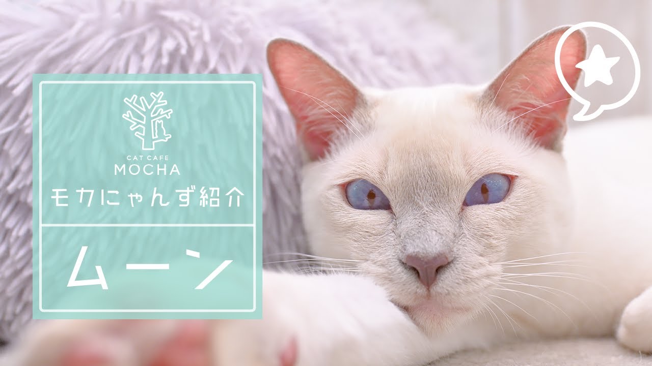 ムーン（トンキニーズ♂）町田ジョルナ店