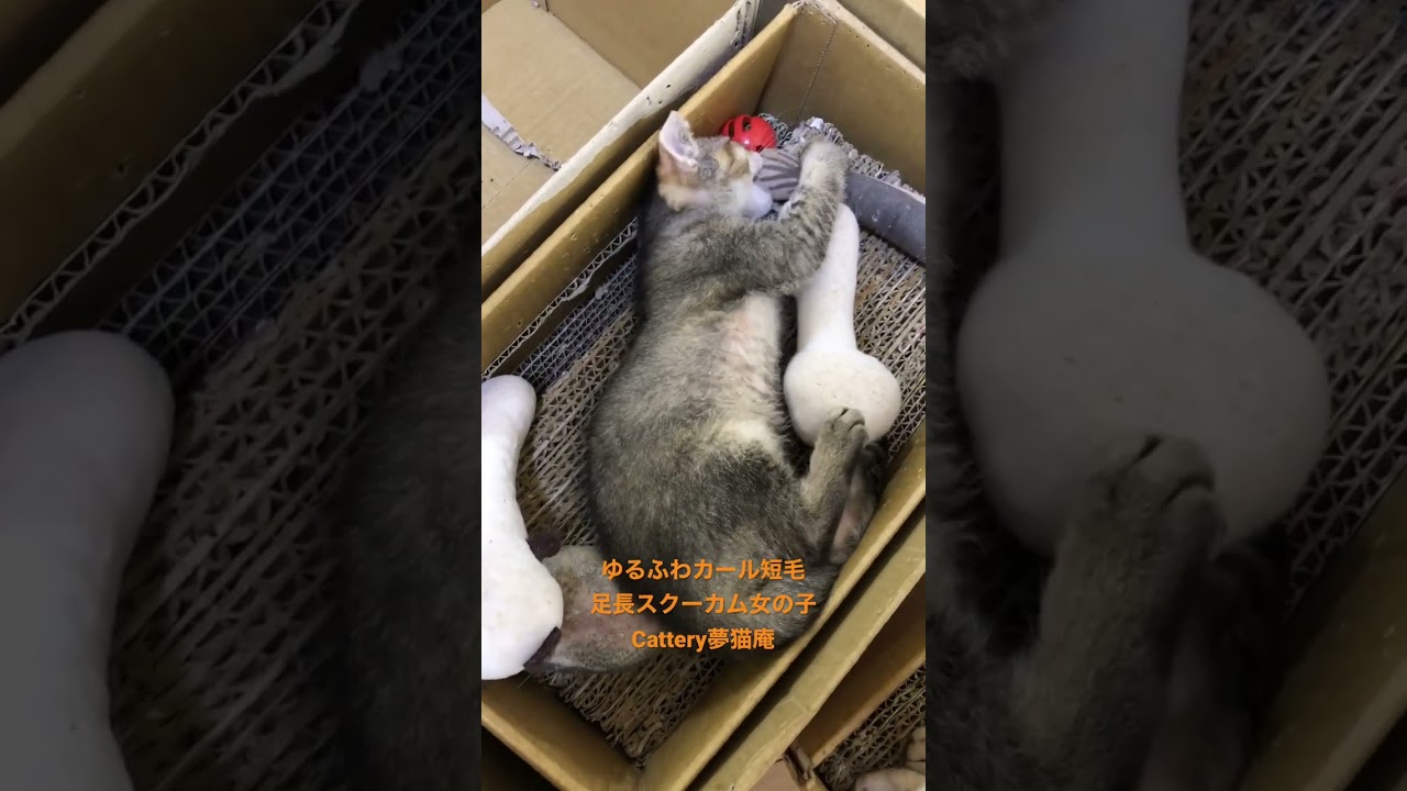 ゆるふわカール短毛足長スクーカム女の子