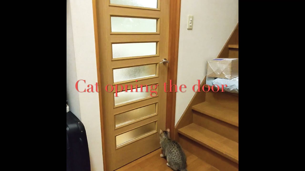Cat opening the door. ドアを開ける猫。エジプシャンマウ。EgyptianMau.  #shorts