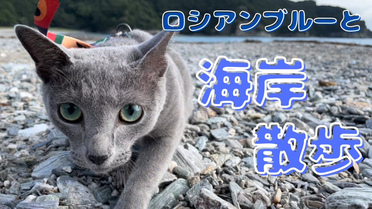 『ほふく前進』で慎重にお散歩するかわいい猫【ロシアンブルー】