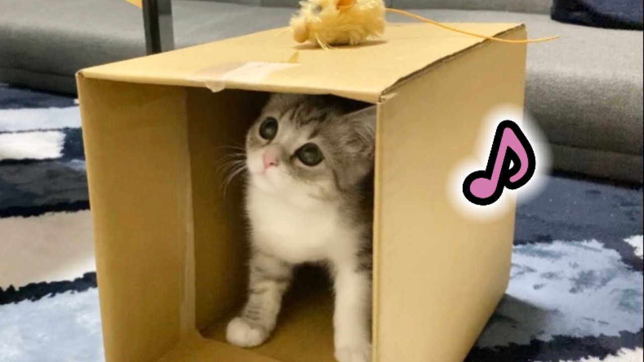 段ボールを史上最高に楽しむ子猫がこちらです【スコティッシュフォールド】
