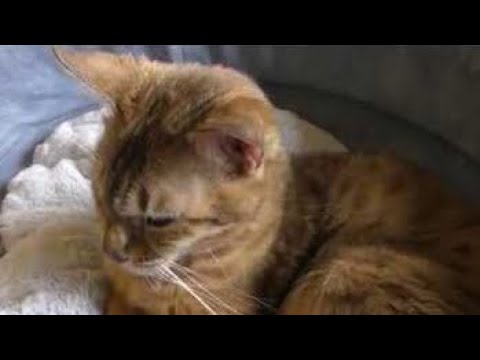 オシキャット  ネコの館　富士サファリパークに行ってきました～～　00086