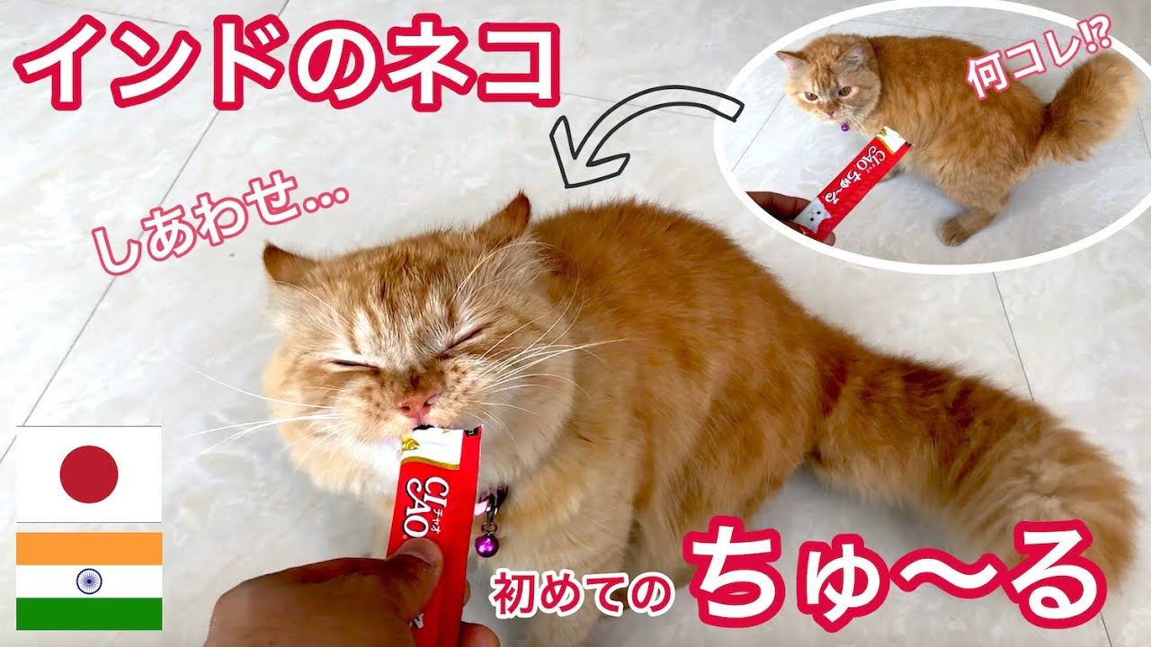インドのネコが日本の「ちゅ〜る」を産まれて初めて食べてみた！反応が凄い！