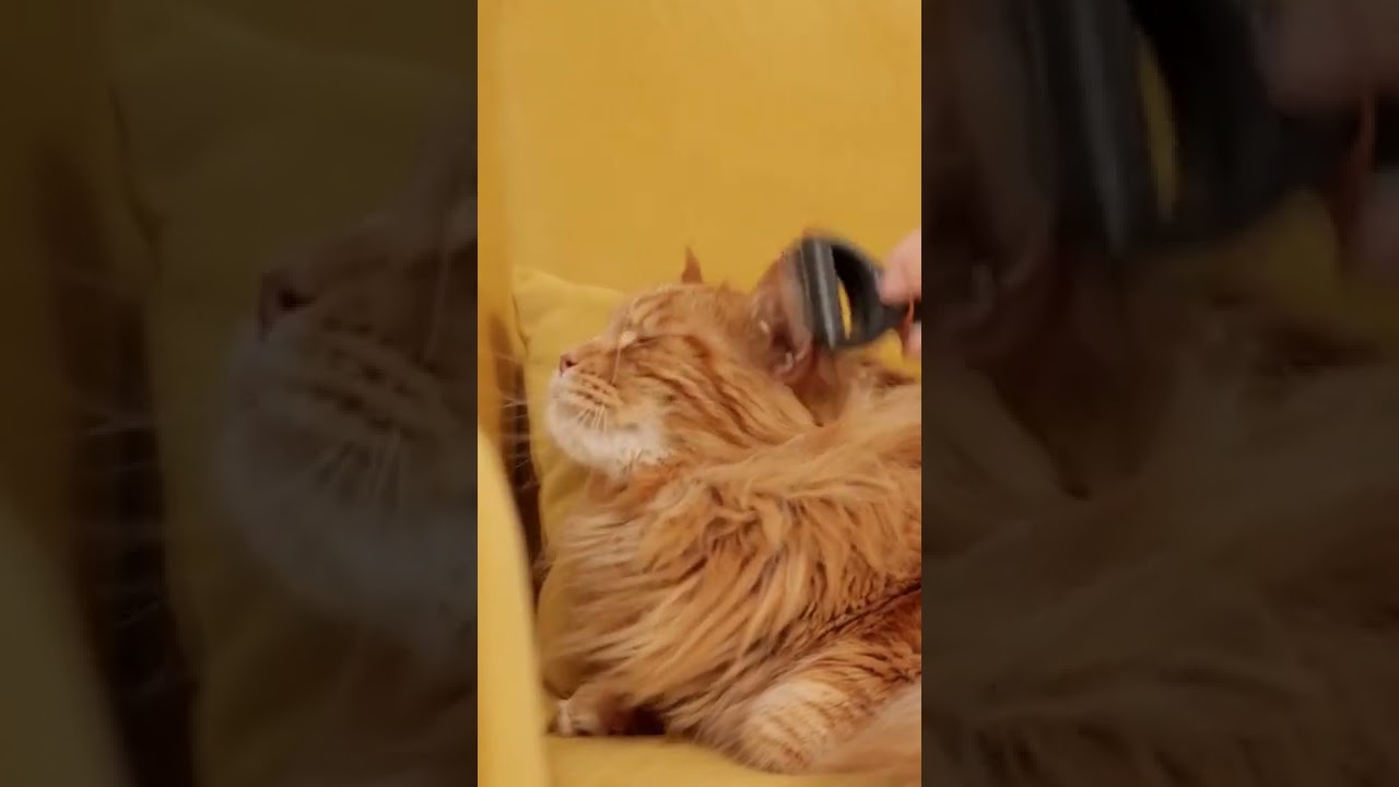 For you (Havana) Brown cat lovers | Brown cat Havana brown cat #petsandanimals #youtubeshorts #pets