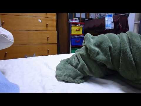【猫編】うちの猫を釣っているだけ