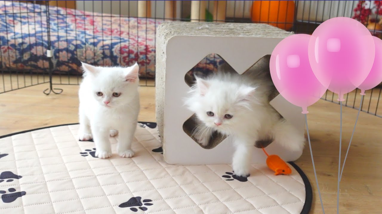 1ヶ月振りに再開した子猫たちの元気な様子です