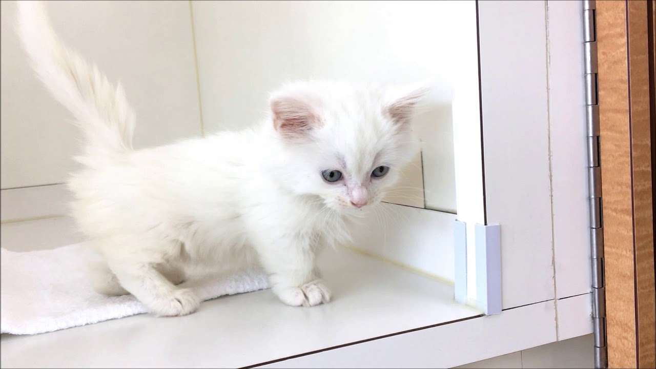 真っ白でとっても可愛いロングヘアーのマンチカン♪