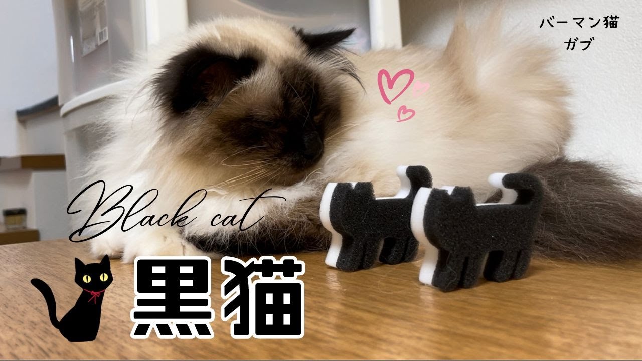 バーマン猫ガブとスポンジ猫【黒猫】Black cat（バーマン猫）Birman/Cat