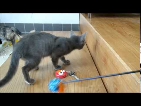 コラット猫（ミックス）・サビ猫-雌-0.5歳-08・24-9・20