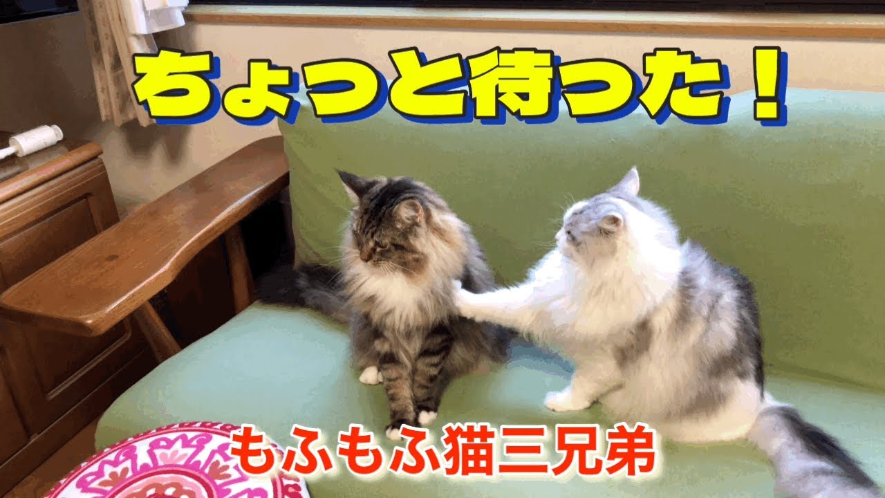 ちょっと待った！ヤンチャフィーバーが止まりません…汗、ラガマフィン猫三兄弟