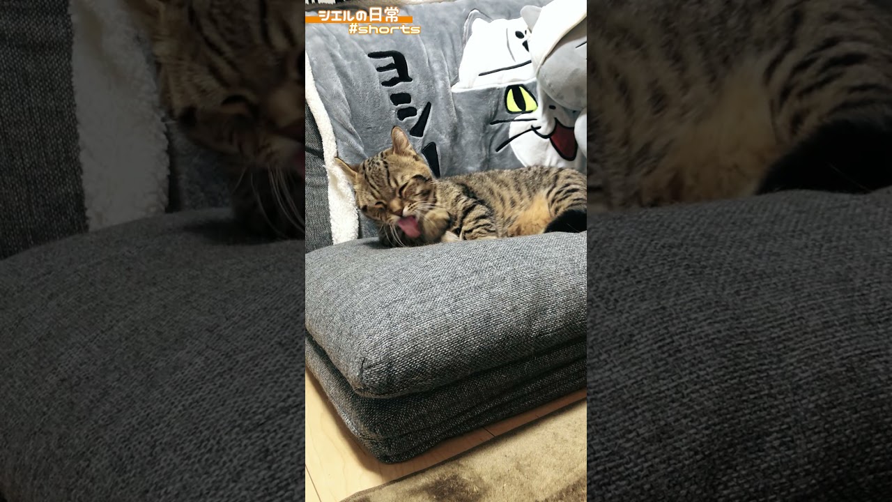 グルーミングするシエル君　/キンカロー　マンチカン×アメリカンカール　#Shorts