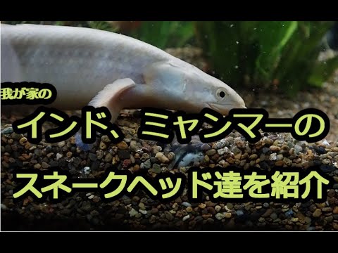 インド、ミャンマーのスネークヘッド達