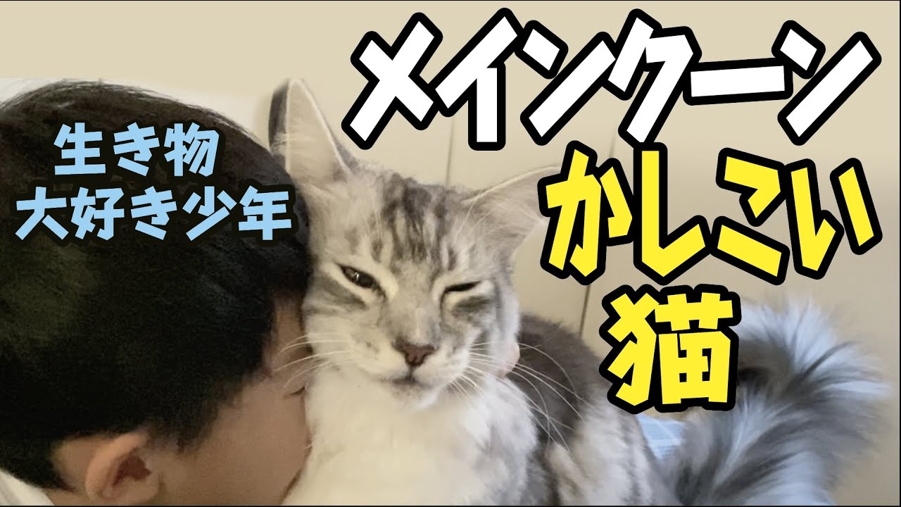 【メインクーン】賢い大型猫／朝、飼い主を起こしにくる　Maine Coon