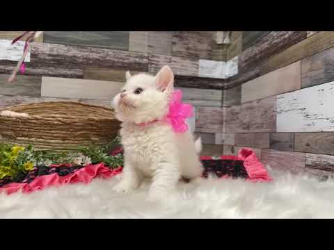 セルカークレックスの子猫 2022/2/16生 ホワイト 225番ピンク メス