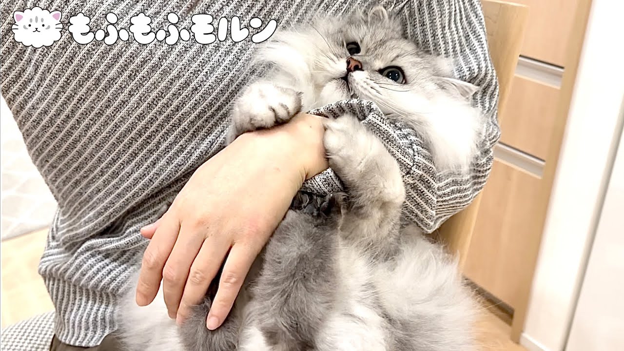 猫の足裏バリカン問題がついに解決！？ 【サイベリアン】